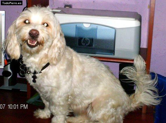 La foto del perro