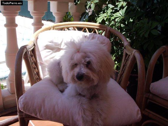 La foto del perro