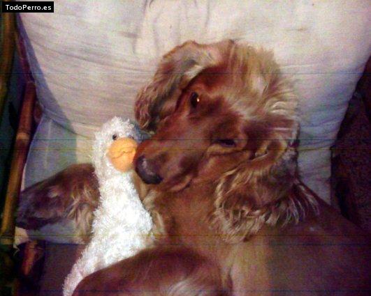 La foto del perro