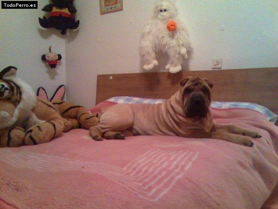 La foto del perro
