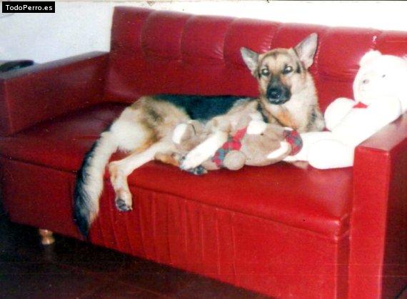 La foto del perro