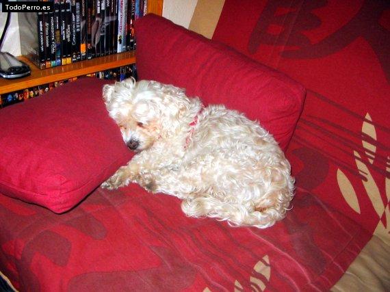 La foto del perro
