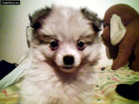 Foto del perro Maya