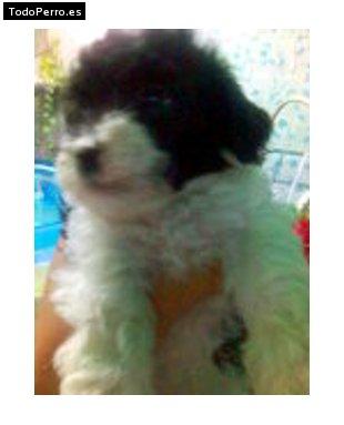 Foto del perro Motis