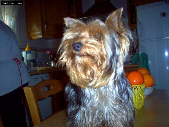 La foto del perro
