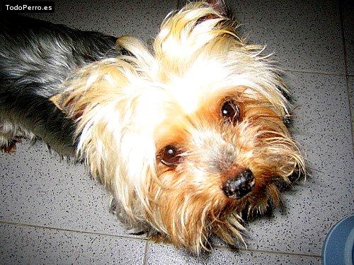 La foto del perro