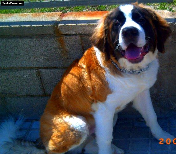 La foto del perro