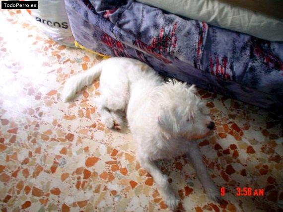 La foto del perro