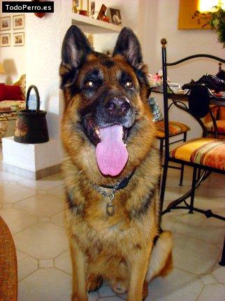 La foto del perro