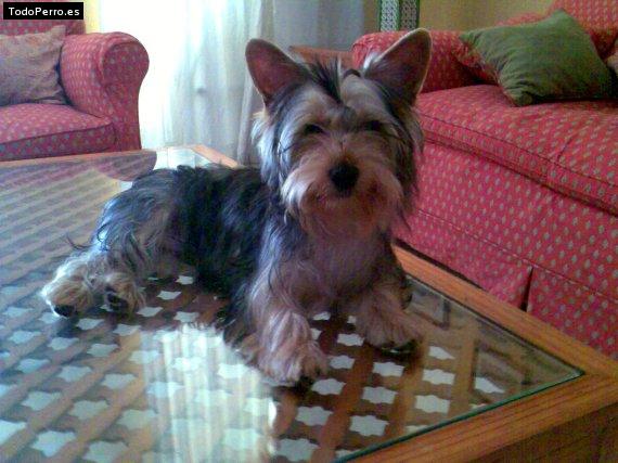 La foto del perro