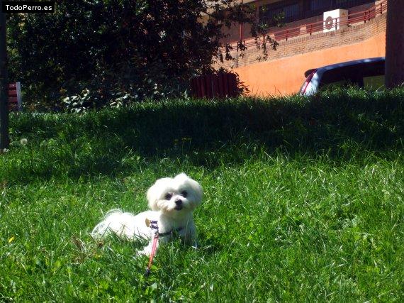 La foto del perro