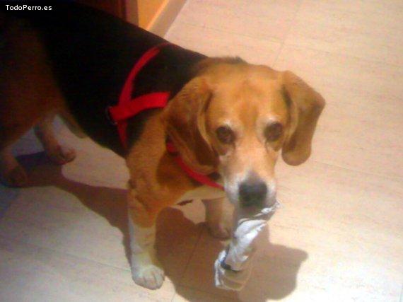 La foto del perro