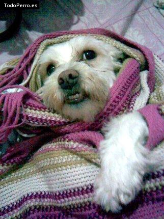La foto del perro