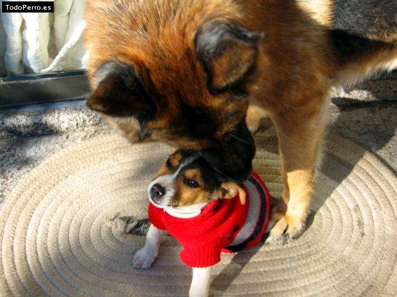 La foto del perro