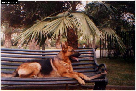 La foto del perro