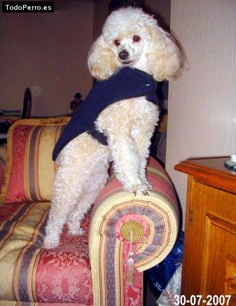 La foto del perro