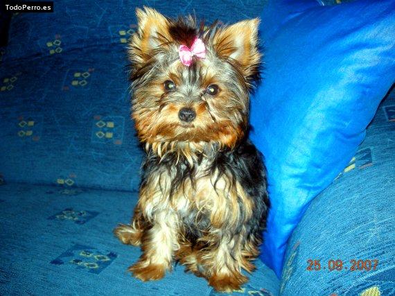 La foto del perro