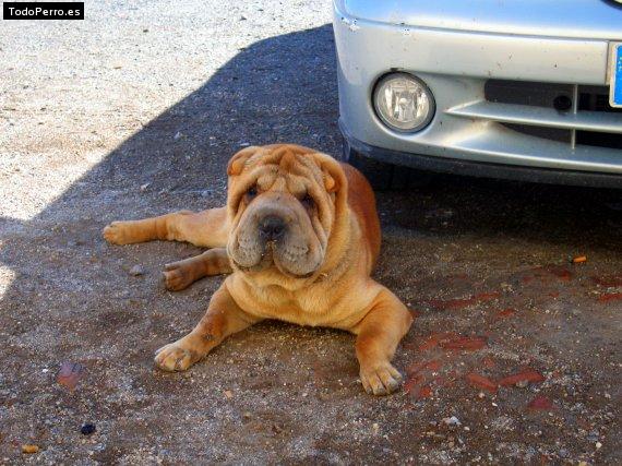 La foto del perro