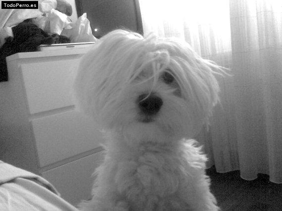 La foto del perro