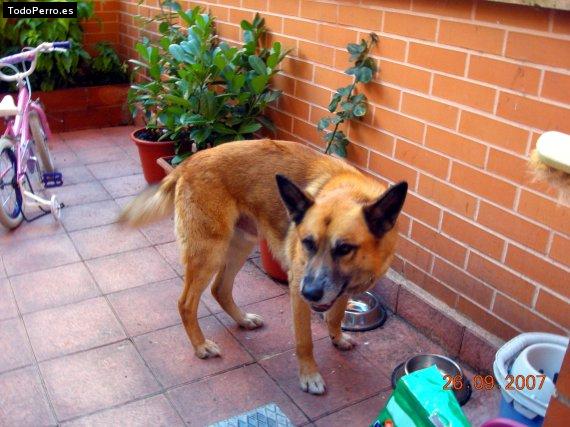 La foto del perro