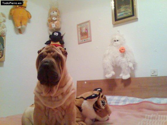 La foto del perro