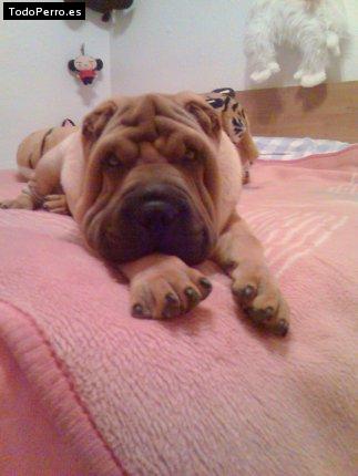 La foto del perro