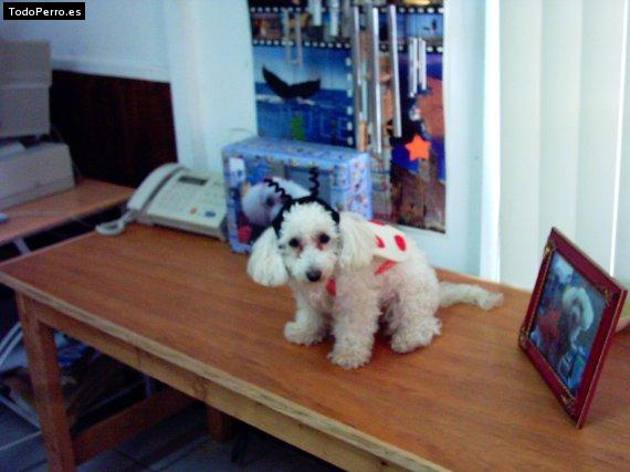 La foto del perro