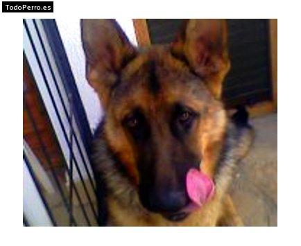 Foto del perro Man