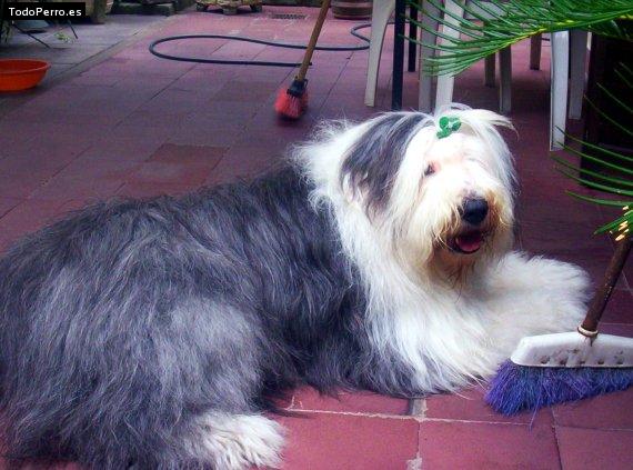 La foto del perro