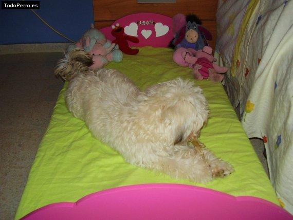 La foto del perro