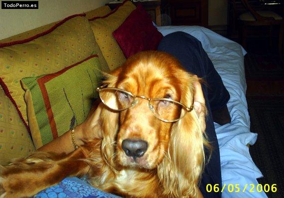 La foto del perro