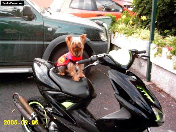 La foto del perro