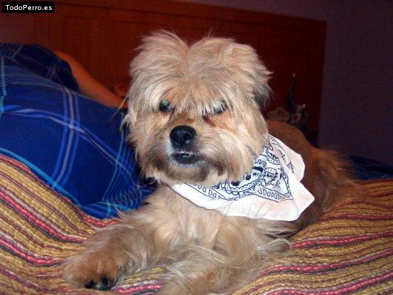La foto del perro