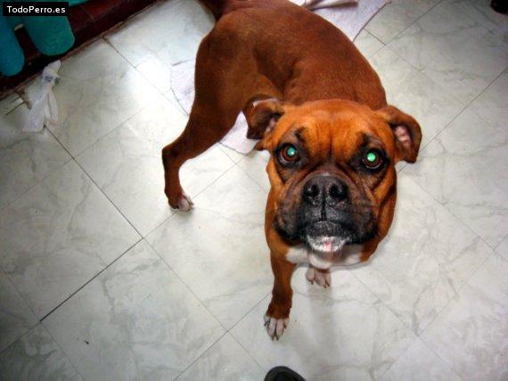 La foto del perro