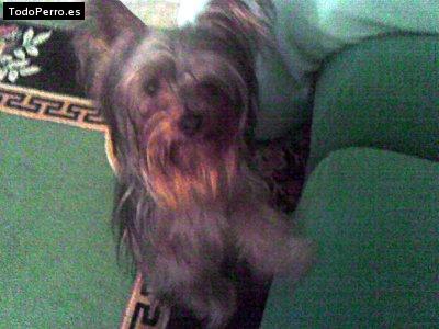 Foto del perro Trisky