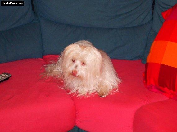 La foto del perro