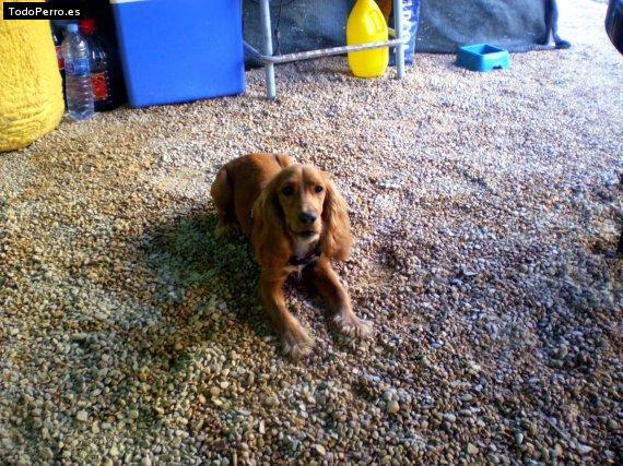 La foto del perro