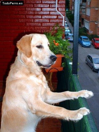 La foto del perro