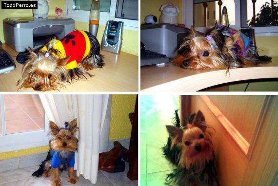 La foto del perro
