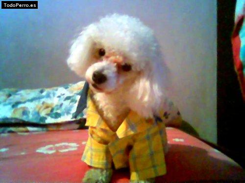 Foto del perro Toto