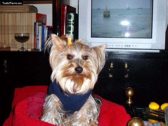La foto del perro