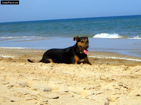 La foto del perro