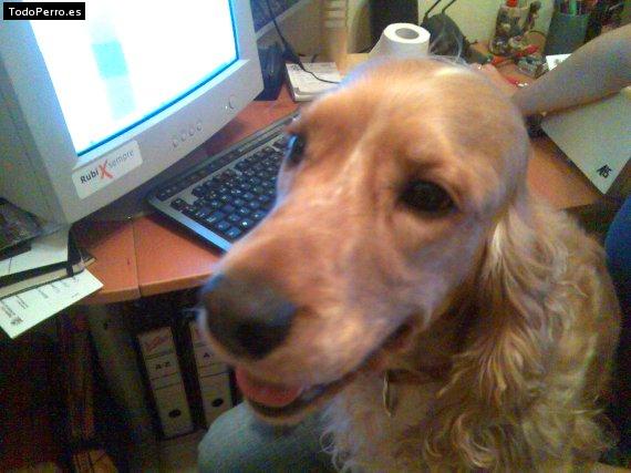 La foto del perro