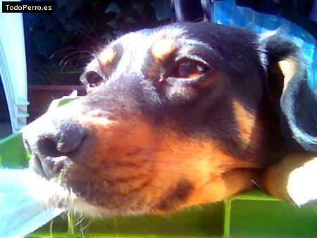 La foto del perro