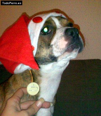 La foto del perro