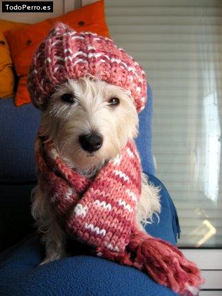 La foto del perro