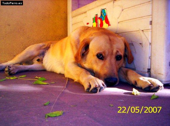 La foto del perro