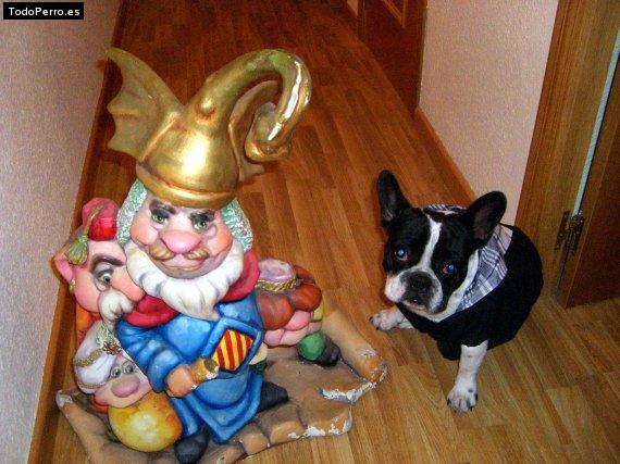 La foto del perro