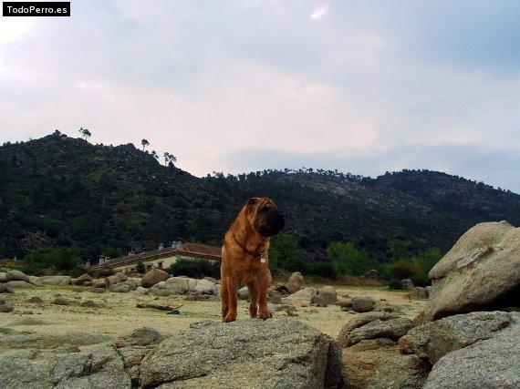 La foto del perro