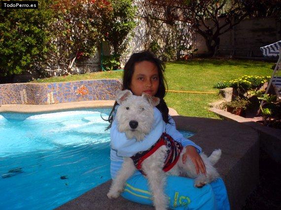 La foto del perro